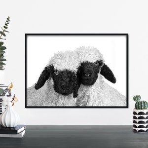 Valais Blacknose Sheep Print Wall Art | A4 A3 A2 A1