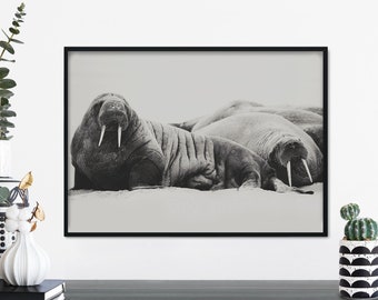 Walrus Print Wall Art | A4 A3 A2 A1