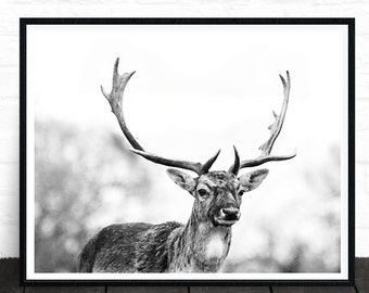 Deer Print, Woodland Animals, Black and White Photo Prints, Large Wall Art, Woodland Nursery Decor, Wall Art, Animal Prints, Printable Art