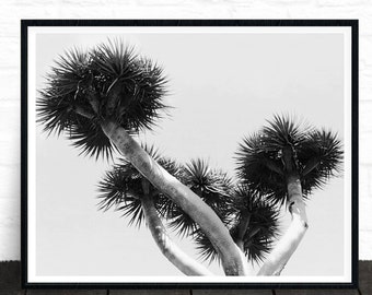 Tropical Decor, Palm Tree Decor, Nature Print, Tropical Art, Palm Photo, Printable Poster, Modern Minimalist, Black and White Landscape