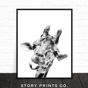 May include: Black and white photograph of a giraffe sticking its tongue out. The giraffe's head and neck are visible, and the background is white.