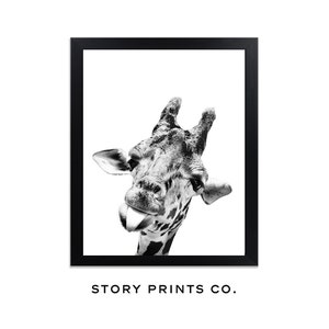May include: Black and white photograph of a giraffe sticking its tongue out. The giraffe's head and neck are visible, and the background is white.