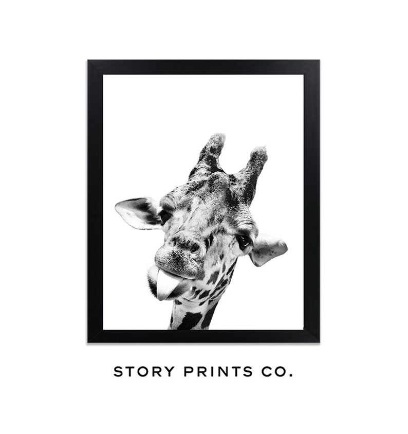 May include: Black and white photograph of a giraffe sticking its tongue out. The giraffe's head and neck are visible, and the background is white.