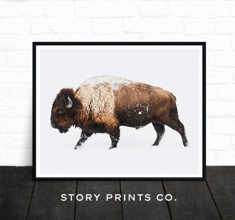 Buffalo Print, Bison Print, Large Wall Art Print, Farmhouse Decor, Animal Prints, Animal Poster Art, Living Room Art, Boys Bedroom Decor image 1