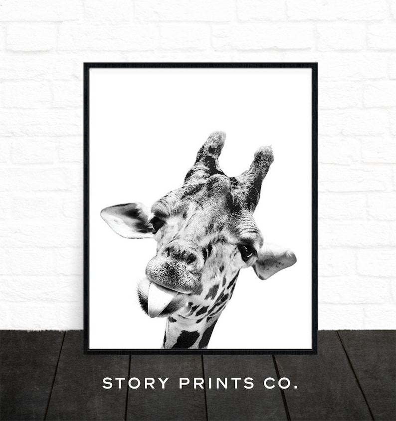 May include: Black and white photograph of a giraffe sticking its tongue out. The giraffe's head and neck are visible, and the background is white.