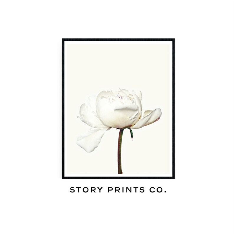 May include: A single white peony flower with a light green stem against a cream background. The image is framed with a black border. The text "STORY PRINTS CO." is below the image.