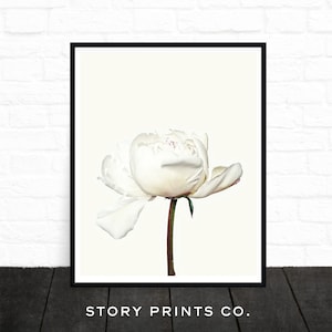 May include: A single white peony flower with a green stem against a white background. The flower is in bloom and has a delicate, soft appearance.