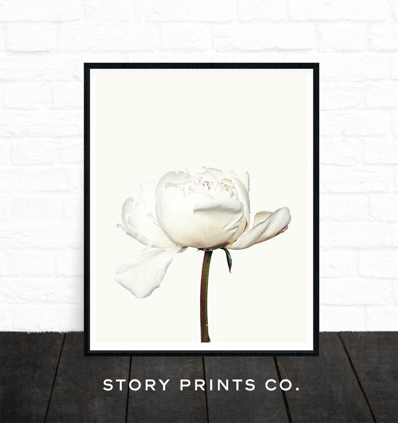 May include: A single white peony flower with a green stem against a white background. The flower is in bloom and has a delicate, soft appearance.
