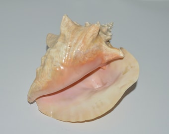 Smaller Queen Conch Seashell, Nautical Decor, Beach Theme Decor, Natural Seashell,  Approx 7.75 inches, Pink Conch Shell, Planter or Crafts