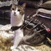 Owner of <a href='https://www.etsy.com/shop/3DPrintingbyChris?ref=l2-about-shopname&from_page=listing' class='wt-text-link'>3DPrintingbyChris</a>