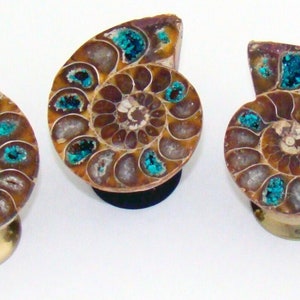 Ammonite Fossil knob with chambers filled with Turquoise crystals