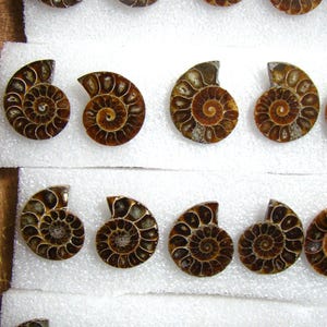 Ammonite Cabinet Knobs 42mm to 48mm