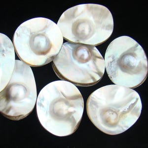 May include: A collection of iridescent, white mother-of-pearl shell beads. Each shell has a central, raised pearl-like feature. The shells display a range of natural colors, including white, cream, and hints of brown.