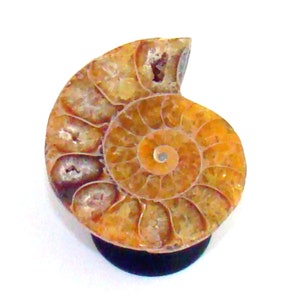 May include: A fossilized ammonite with a spiral shell pattern in shades of brown and yellow. The ammonite is displayed on a black stand.