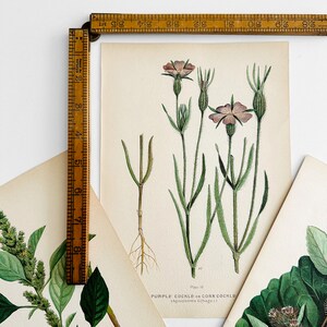 Antique, 1909, Farm Weeds of Canada, Floral, 7 by 10, Bookplate, Wall Hangings, Set of Three image 5