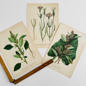 Antique, 1909, Farm Weeds of Canada, Floral, 7 by 10, Bookplate, Wall Hangings, Set of Three image 1