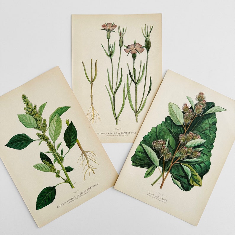 Antique, 1909, Farm Weeds of Canada, Floral, 7 by 10, Bookplate, Wall Hangings, Set of Three image 9