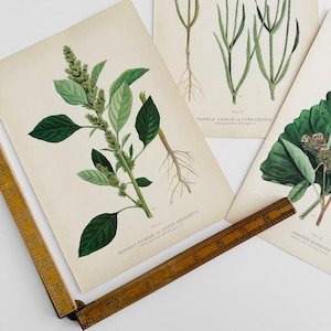Antique, 1909, Farm Weeds of Canada, Floral, 7 by 10, Bookplate, Wall Hangings, Set of Three image 3