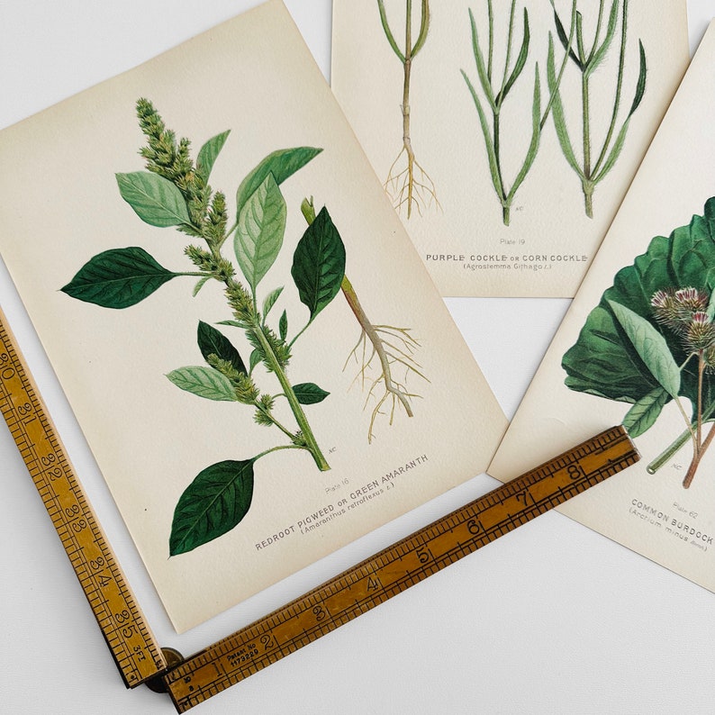 Antique, 1909, Farm Weeds of Canada, Floral, 7 by 10, Bookplate, Wall Hangings, Set of Three image 3