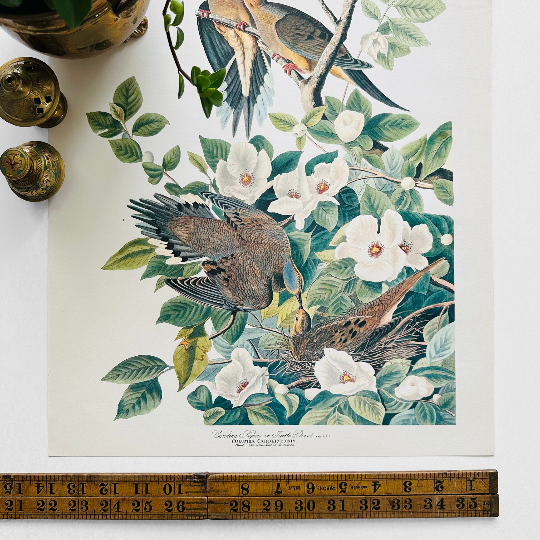 Vintage, 50s, 60s, Mid-century, Audubon, 17 by 14, Original Art