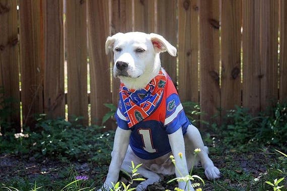 florida gators dog jersey
