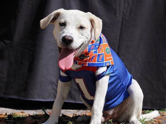 gators dog jersey