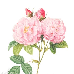 ITALIAN DAMASK ROSE Floral Clip Art Printable jpg & | Etsy