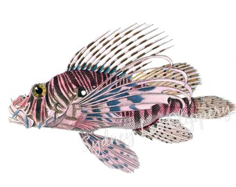 Download Lionfish Clipart Etsy