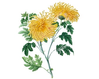 DIYthinker Yellow Chrysanthemum Flower Plant Desktop Display Photo Frame Picture Art Painting 5x7 inch DIYthinker Yellow Chrysanthemum Flower Plant Desktop Display Photo Frame Picture Art Painting 5x7 inch