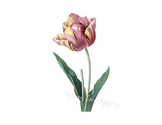 TULIP Floral ClipArt Printable jpg & Transparent Background | Etsy