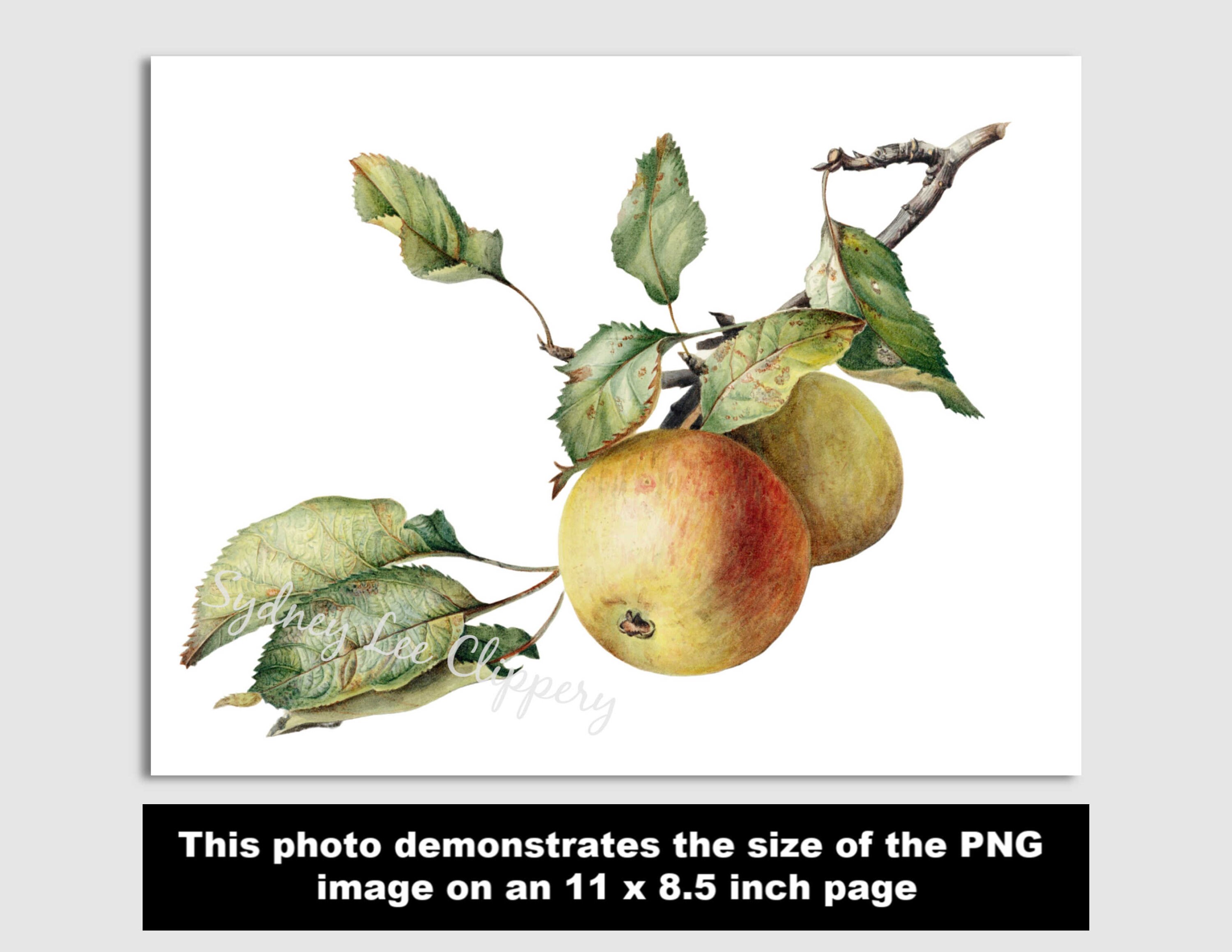 APPLES Vintage ClipArt Printable jpg &amp; Transparent | Etsy