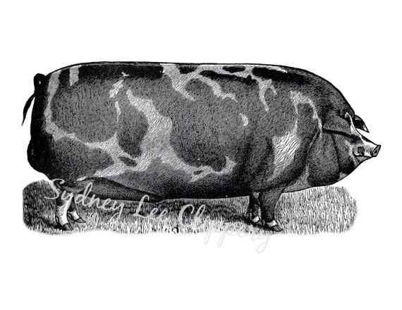 PIG Vintage Clip Art Printable jpg &amp; Transparent Background | Etsy