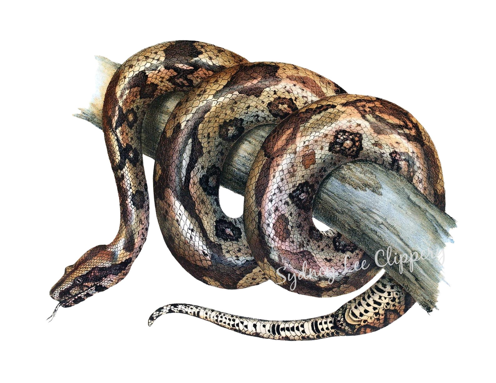 BOA CONSTRICTOR Vintage ClipArt Printable jpg & Transparent | Etsy