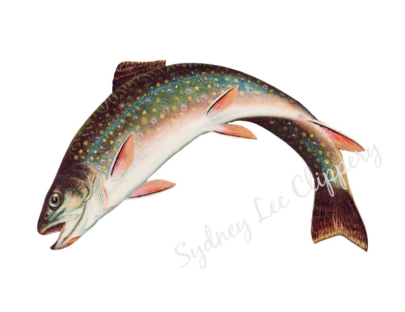 LEAPING BROOK TROUT Clip Art Printable jpg & Transparent Etsy