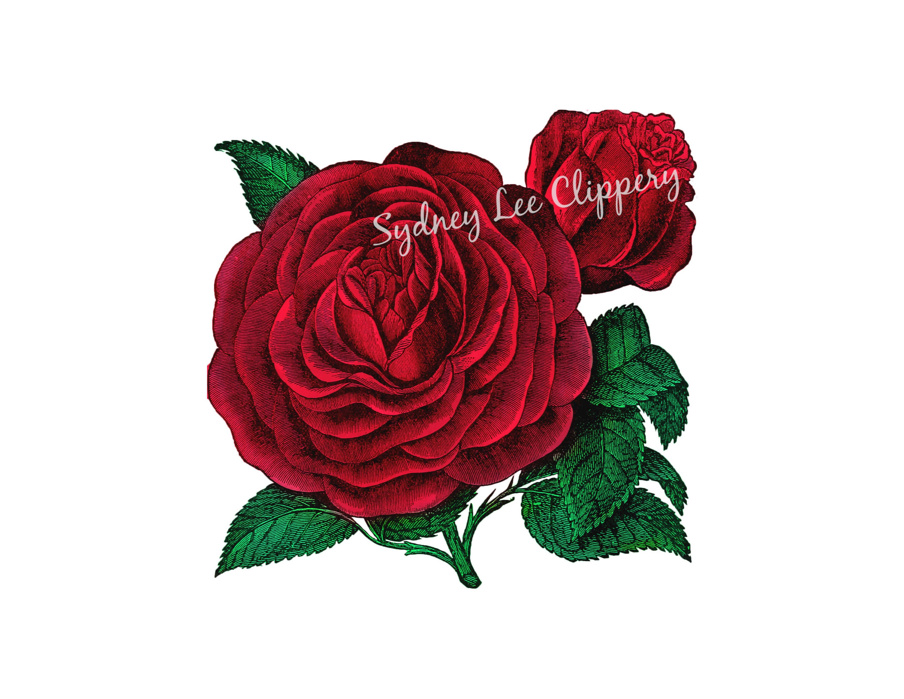 RED ROSE Floral ClipArt Printable jpg & Transparent | Etsy