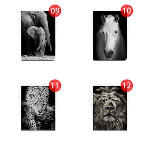 May include: Four black and white images of animals. The top left image shows an elephant and a baby elephant. The top right image shows a white horse. The bottom left image shows a leopard. The bottom right image shows a lion.