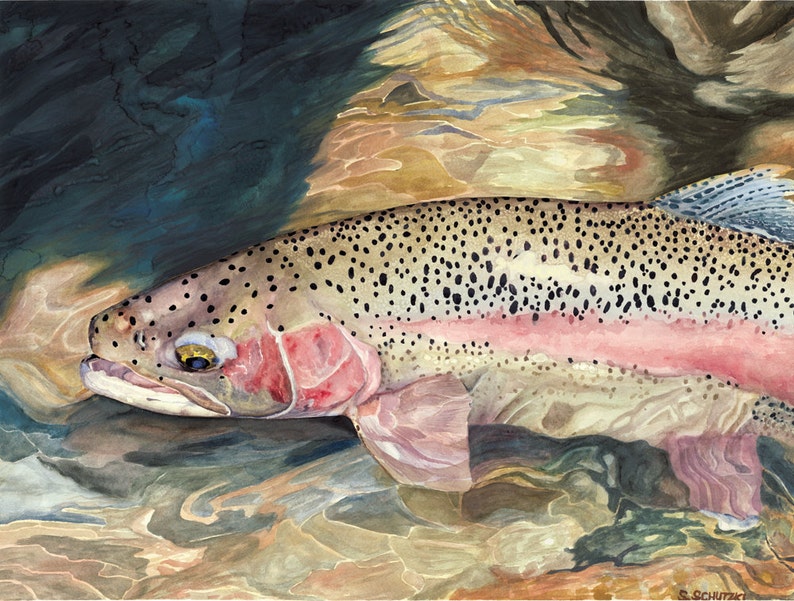 fly fishing watercolor print of rainbow trout etsy