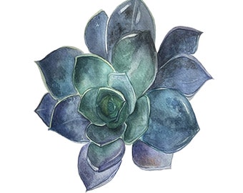 May include: Watercolor painting of a blue and green succulent plant. The succulent has a rosette shape with many overlapping leaves.