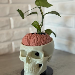 Skull Planter with Brain: Removable Inner Pot