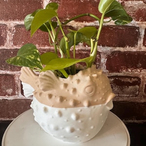 Puede incluir: Una maceta de cerámica blanca y marrón con forma de pez globo con una planta verde en maceta en su interior. La maceta está sobre una superficie blanca.