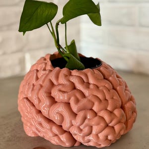 May include: A pink, brain-shaped planter with a textured, anatomical surface. A small green plant grows from the center opening. A single copper-colored penny is placed on the surface next to the planter for scale, showing its relative size.