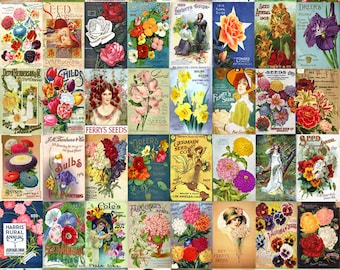 Steele Briggs Seed Vintage Flowers Seed Packet Catalogue Advertisement Poster