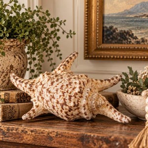 May include: A large, textured sea shell featuring a cream-colored base with intricate, dark brown mottled patterns. The shell has a distinct, elongated spiral shape with several prominent, pointed protrusions extending from its central body.