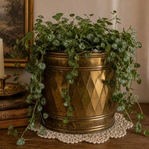May include: A cylindrical brass planter featuring a raised diamond pattern around the exterior. The planter contains a trailing plant with small, heart-shaped green leaves with silver variegation that spill over the sides of the metal container.