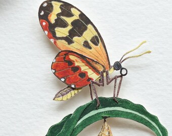Cream spotted tiger wing butterfly - Pollinator - entomology art - butterfly - miniature - art - watercolour - paper cut - paper art