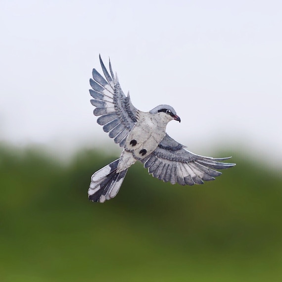 Oiseaux Grand Gris Shrike Shrike Papercut Oiseau Vol Oiseau Oiseau Art Art Original Oiseau Art Papier Oiseau Nvillustration