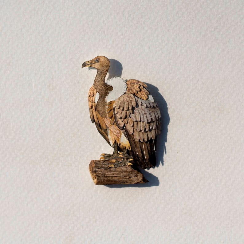 5 sentences about vulture picture