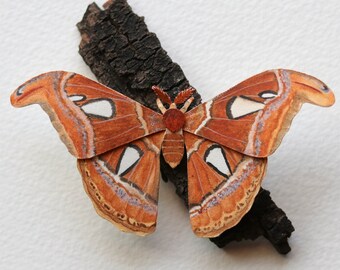 Atlas moth - moth - Pollinator - moth art - Nature - moths and butterfly - watercolour art - paper cut - paper art