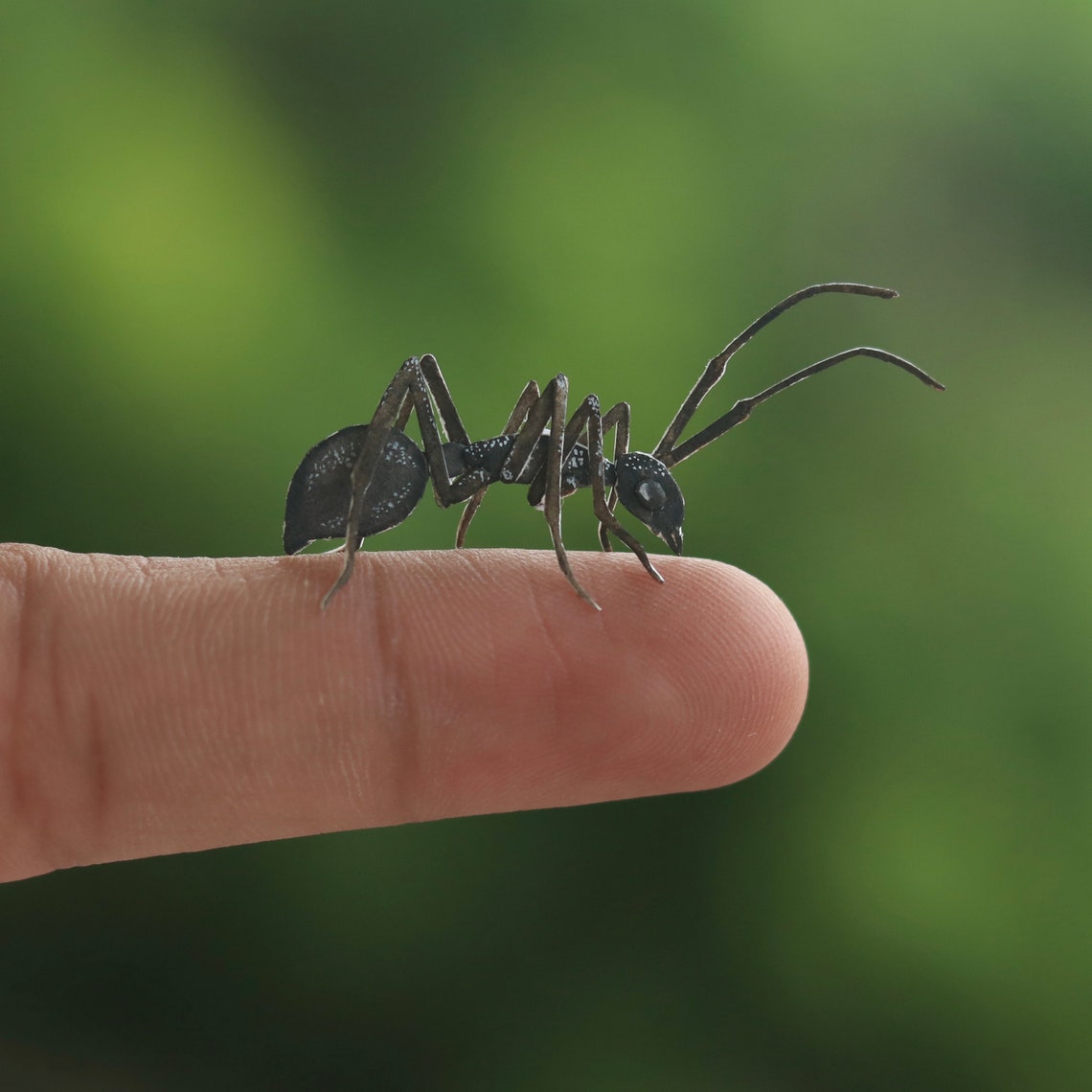 Pollinator Ant Carpenter ant Pollination art Nature Etsy