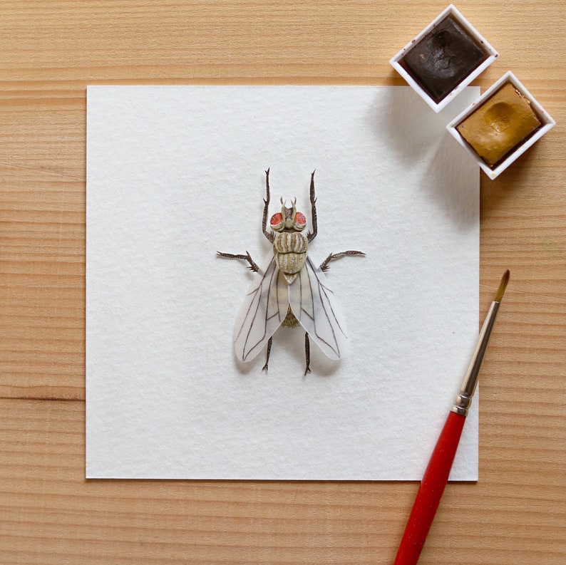 Economic importance of housefly image